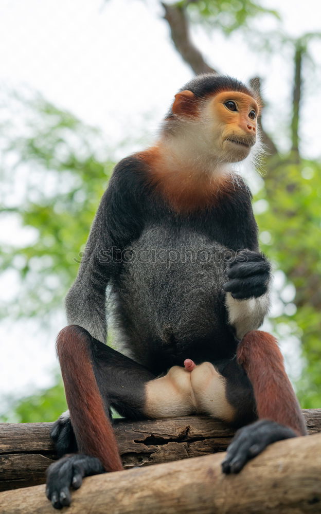 Similar – Image, Stock Photo Close up portrait of collared mangabey