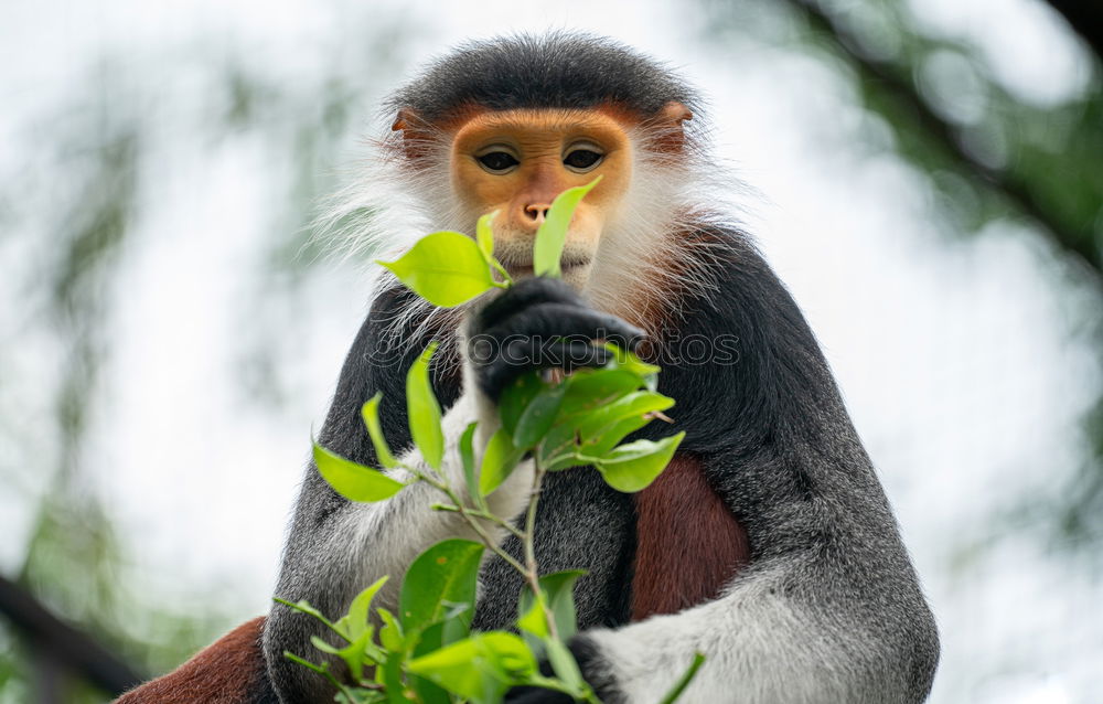 Similar – Three Animal portrait Blur