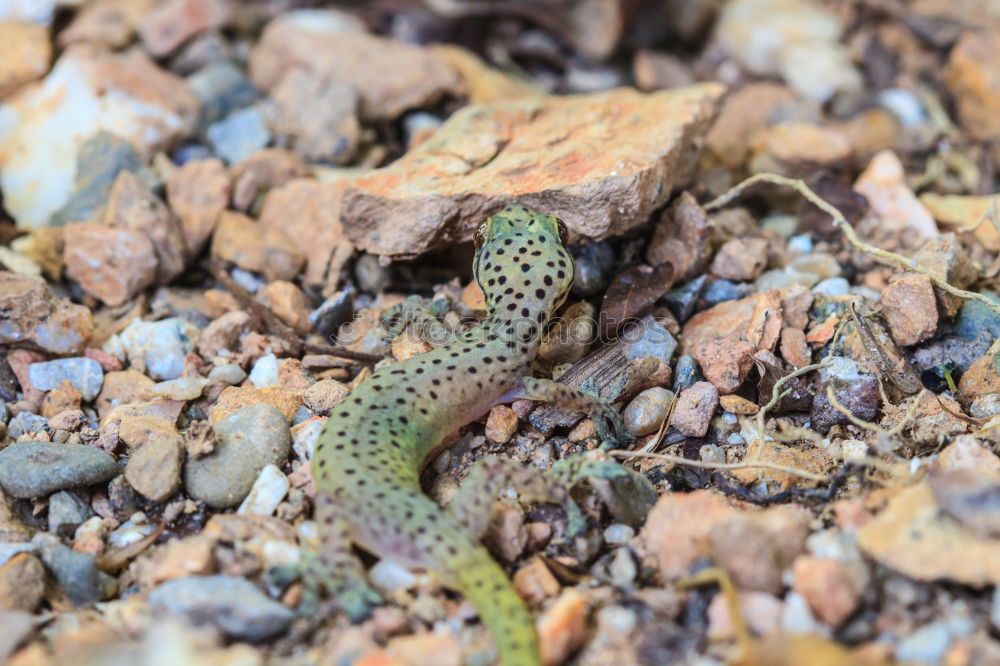 Similar – Image, Stock Photo Chameleon I Animal