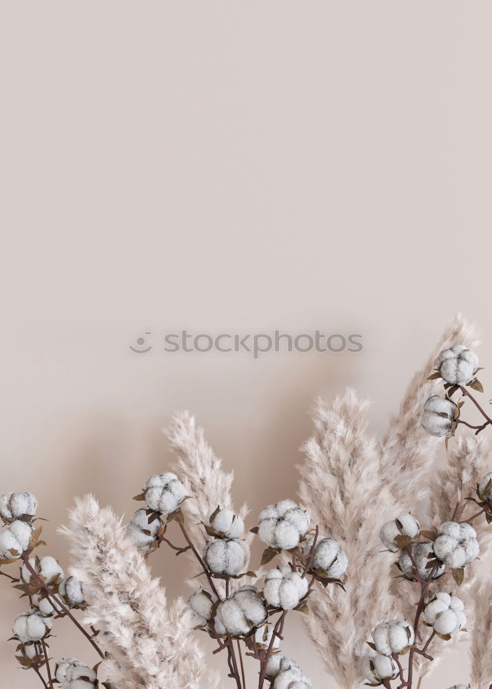 Similar – Image, Stock Photo reed grass Wellness Life