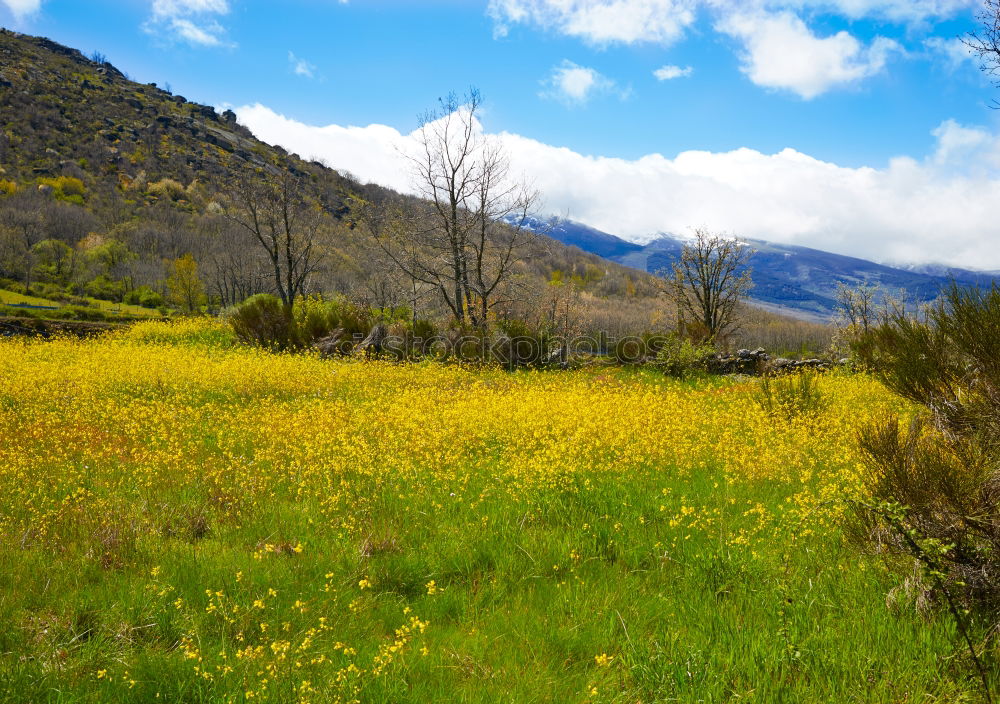 Image, Stock Photo Fruit plantation in spring