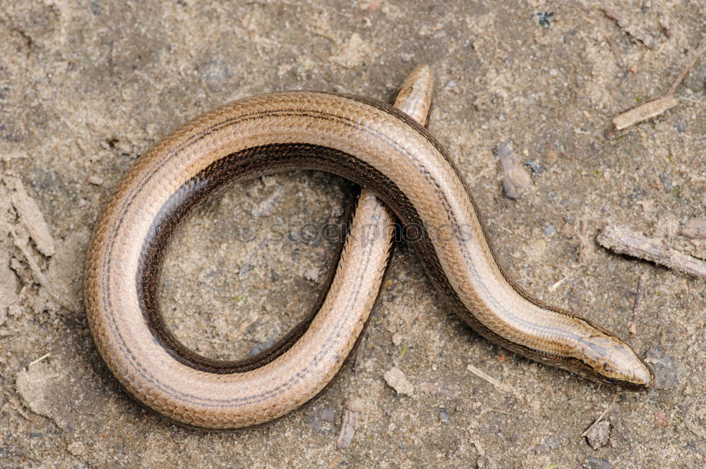 Similar – Blind Snake Nature