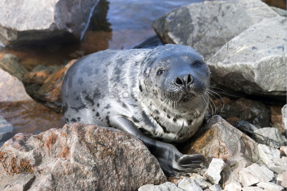 Similar – seals Environment Nature