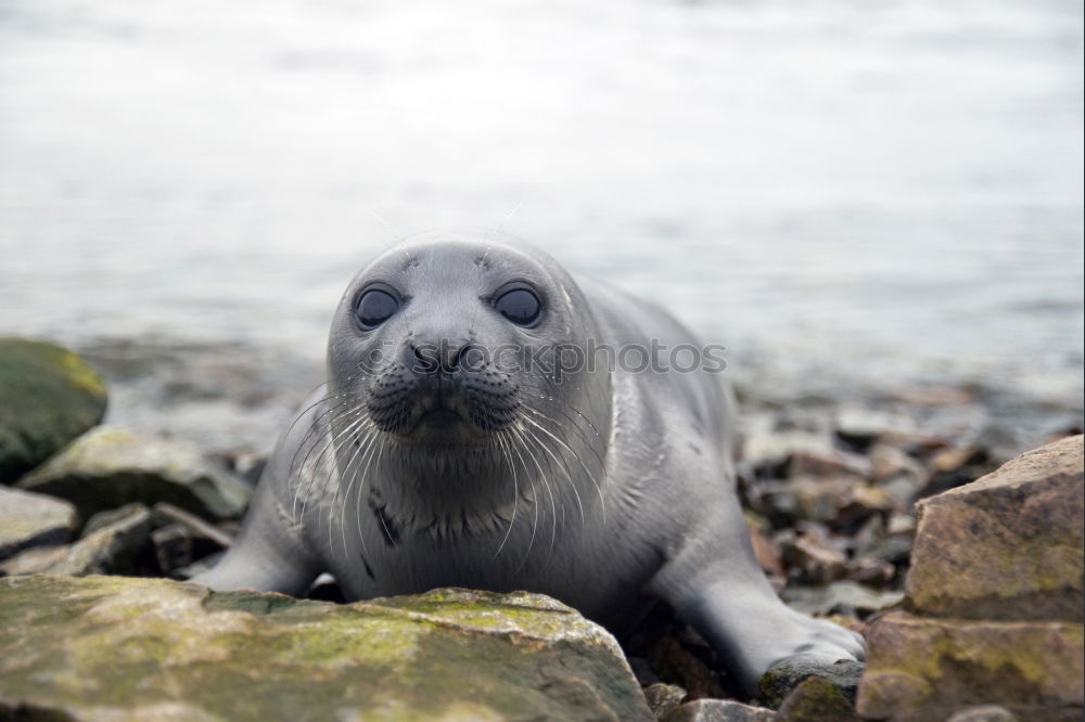 Similar – seals Environment Nature