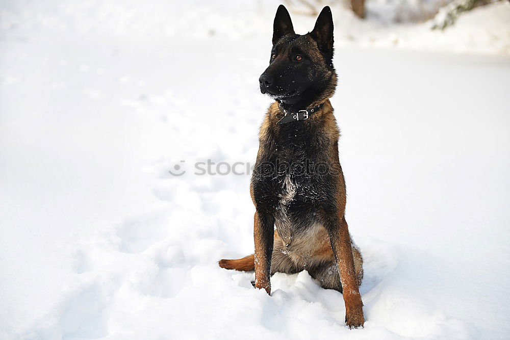 German Shepherd Dog in Winter