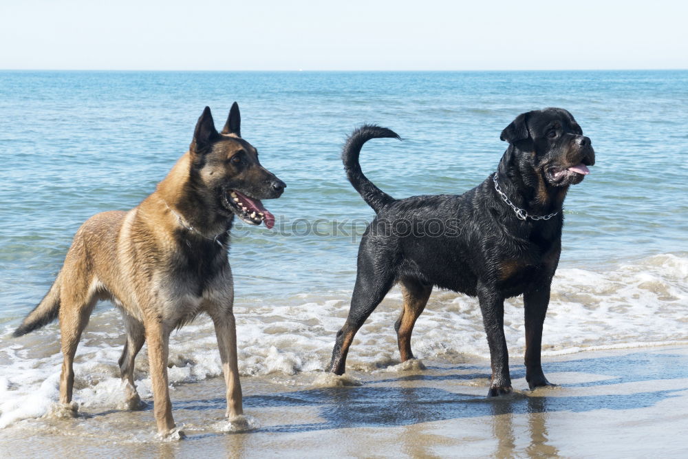 Similar – Dogs running near waving sea