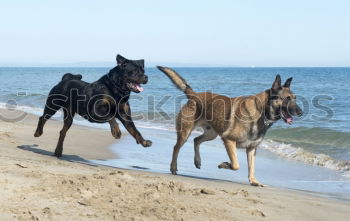 Similar – Dogs running near waving sea