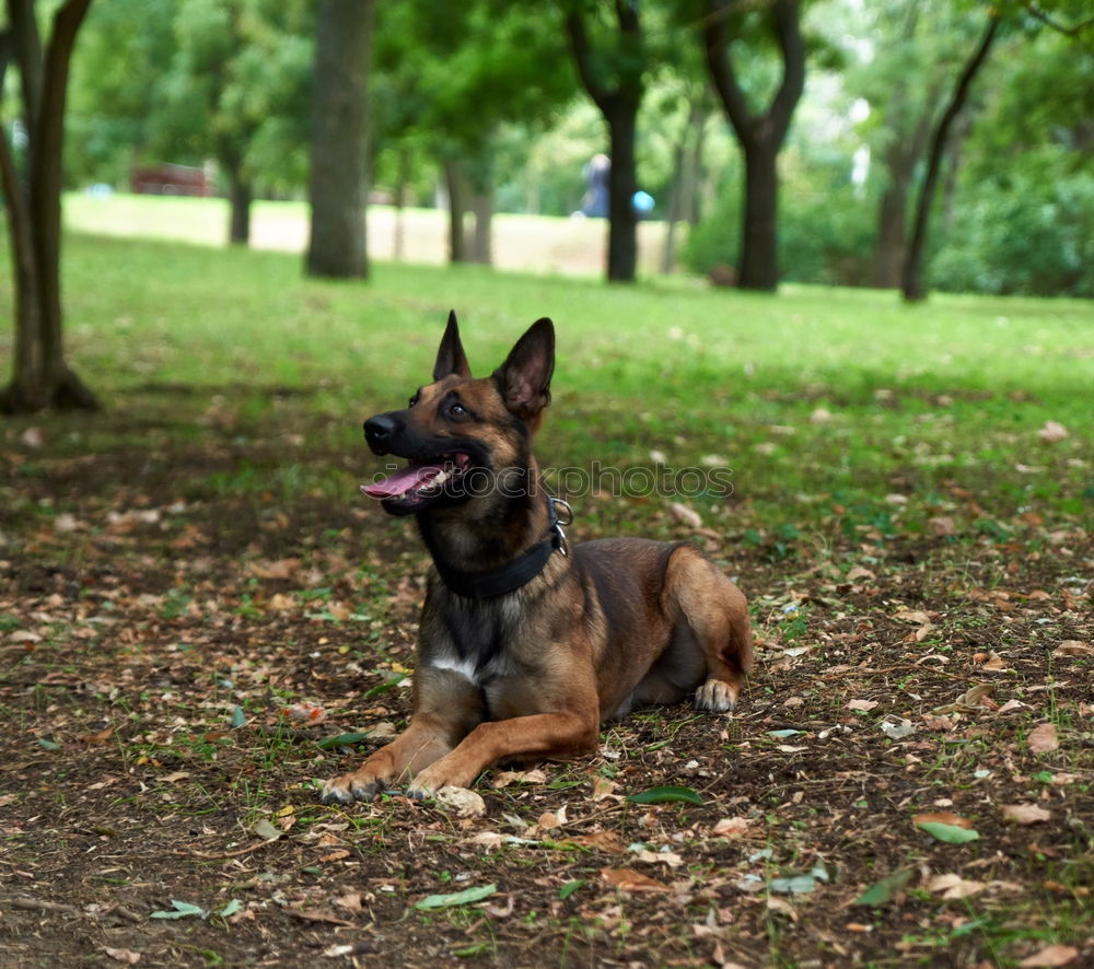 Belgian Shepherd Malinois