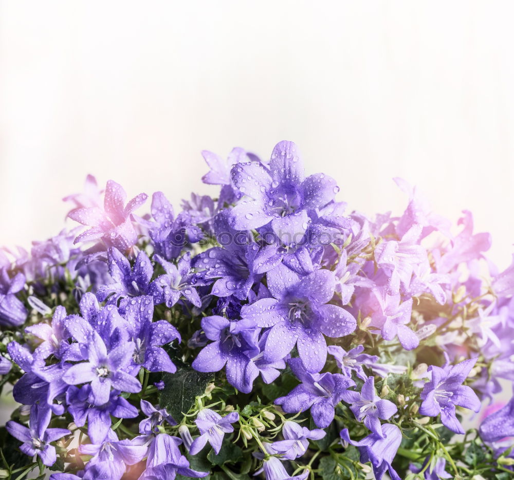 Similar – Columbine flower at sunset