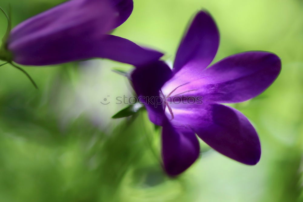 Similar – Image, Stock Photo sun seeking bullets Flower