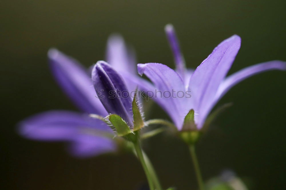 Similar – Macro Flower Violet Green