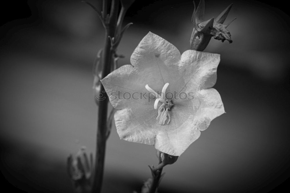 Similar – hibiscus in summer Flower