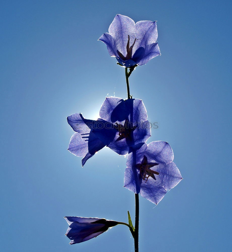 Image, Stock Photo Peach-leaved; bellflower; Campanula persicifolia;