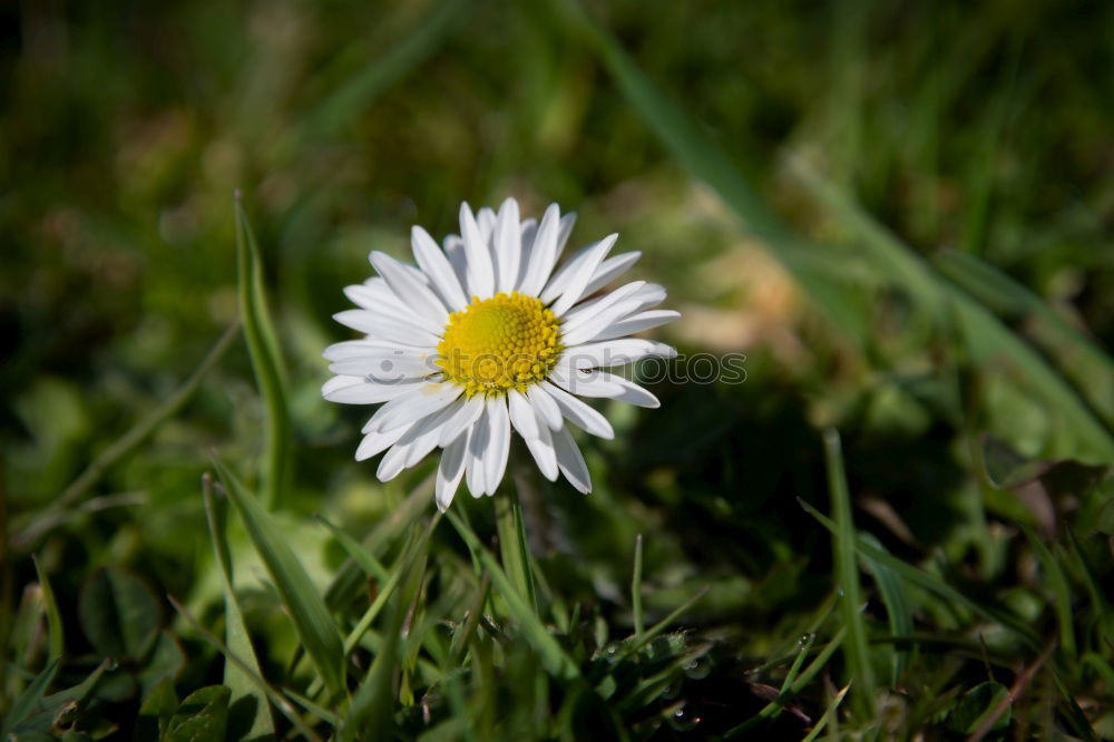 Gänseblume Gänseblümchen