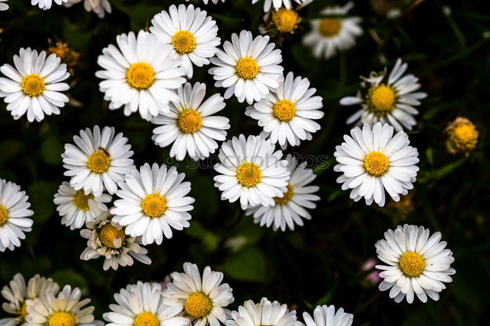 Similar – Gänseblümchen Garten Blume