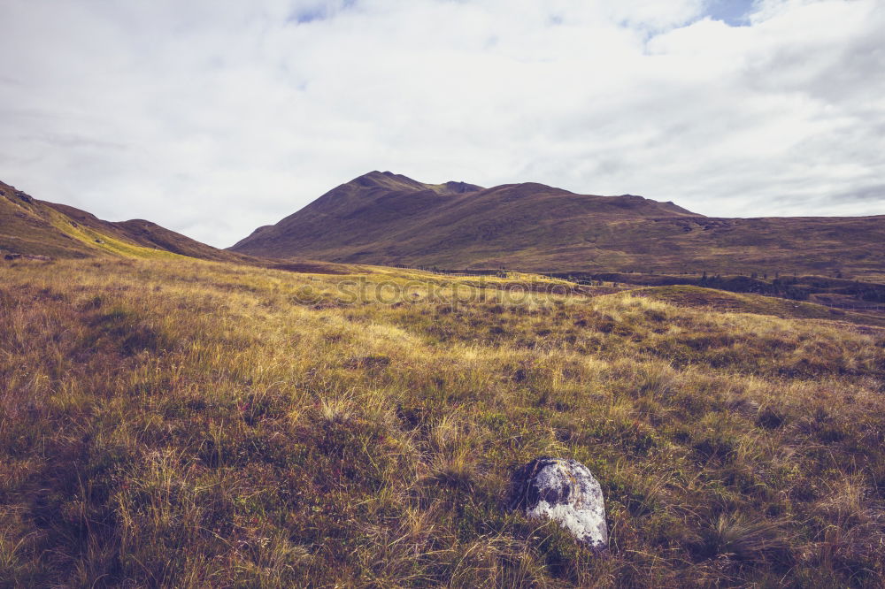 Image, Stock Photo Passover sheepant Nature