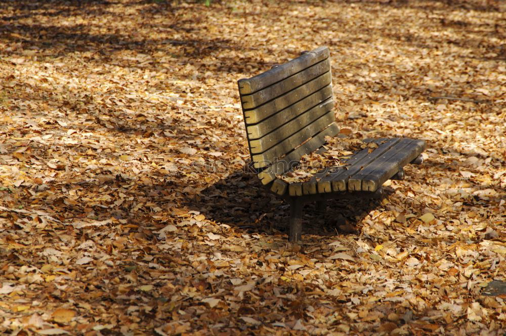 Similar – Image, Stock Photo Before winter Autumn Leaf