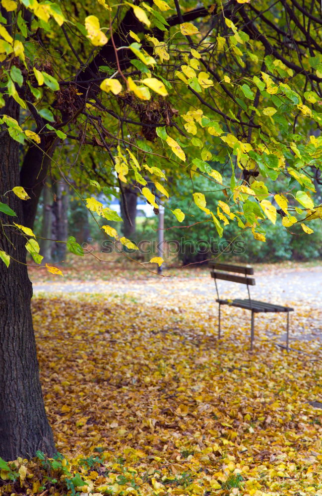 Similar – Schon besetzt Herbst Blatt