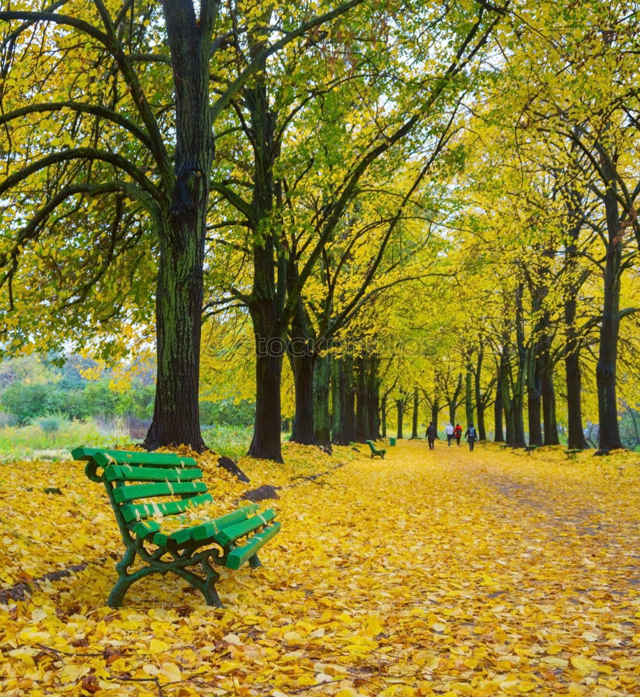 Similar – Image, Stock Photo red bench Tree Leaf Bench