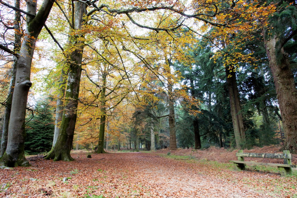 Similar – Image, Stock Photo Ghost forest in Nienhagen XIV