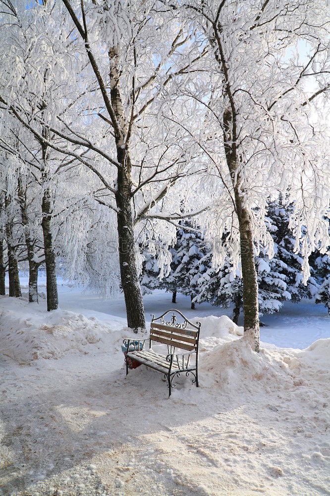 resting place Winter Tree