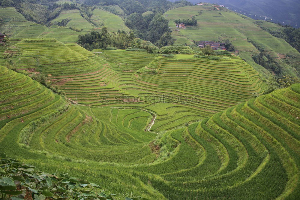 Similar – Image, Stock Photo a way through the green