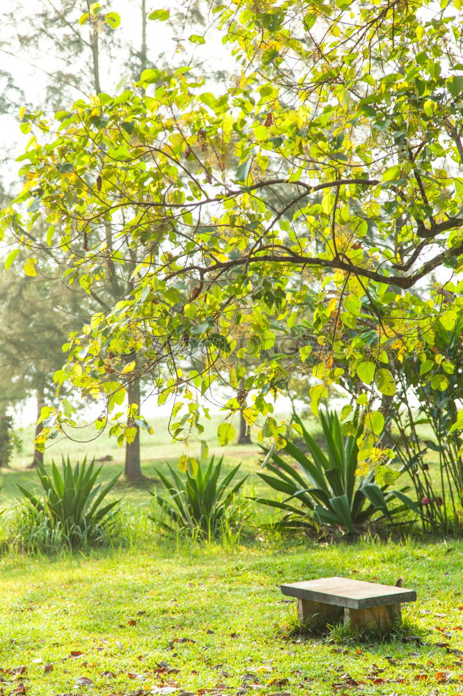 Image, Stock Photo Bali VII Nature Plant