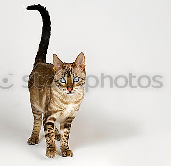 Similar – Image, Stock Photo Bengal kitten with a long tail hunting