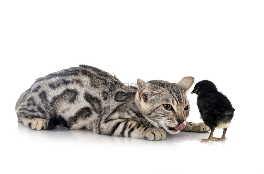 Similar – Image, Stock Photo meal Cat Animal To feed