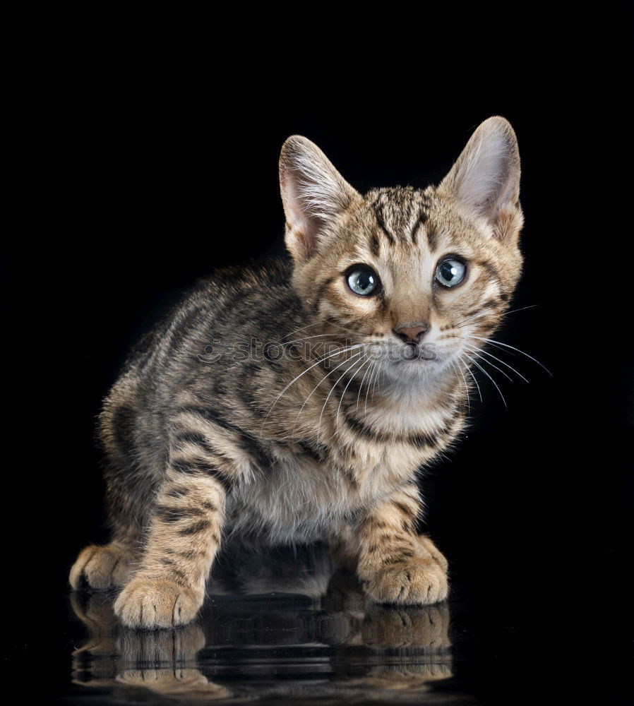 Similar – Kulleraugenkätzchen Katze