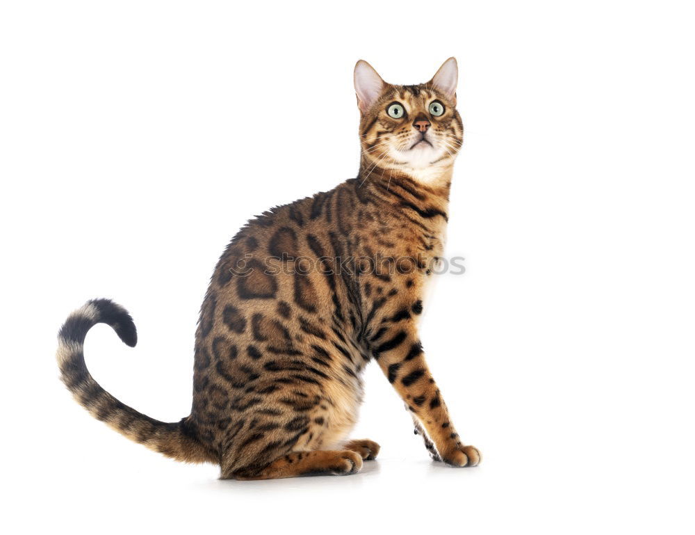 Similar – Image, Stock Photo A Bengal cat walking along the back of a modern sofa.