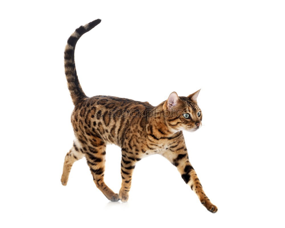 Similar – Image, Stock Photo A Bengal cat walking along the back of a modern sofa.