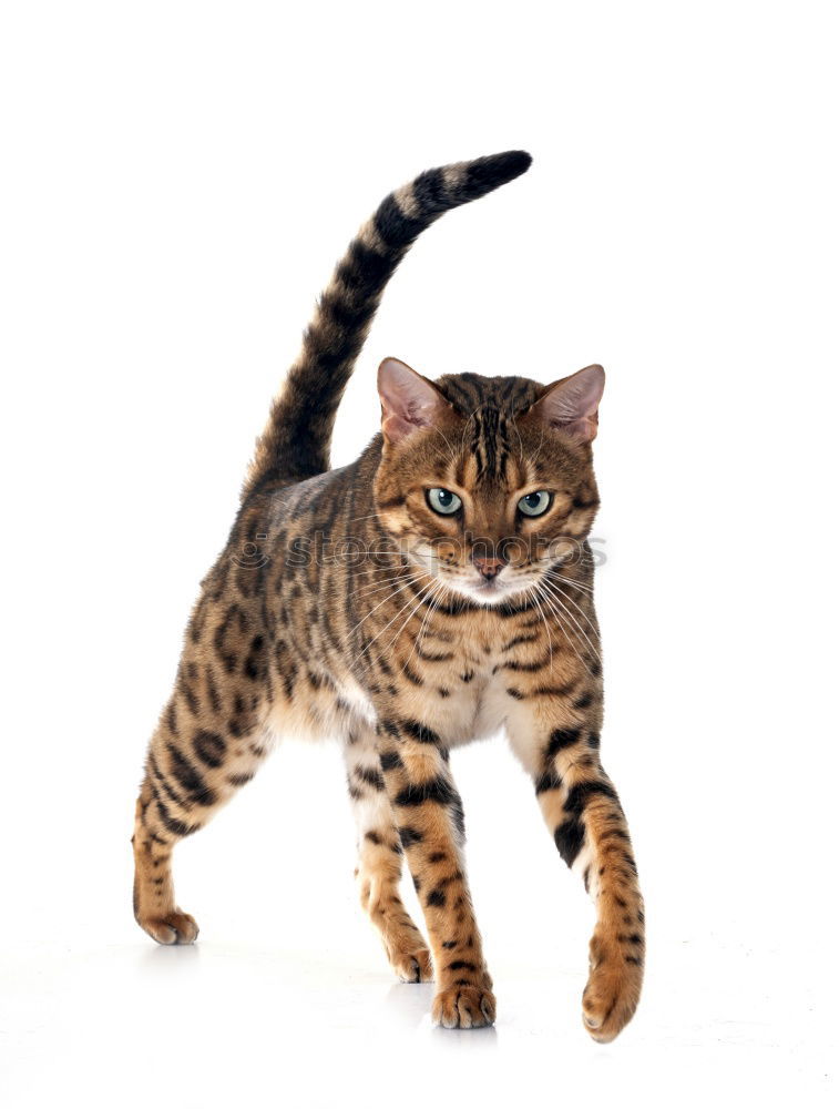 Image, Stock Photo Bengal kitten with a long tail hunting