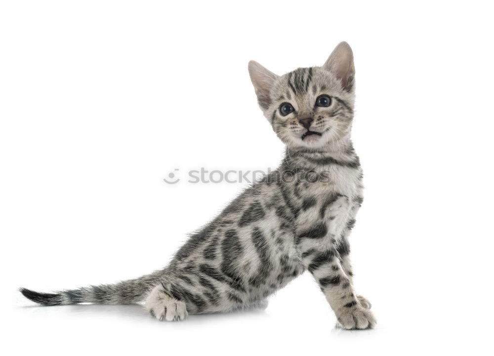 Similar – Image, Stock Photo A Bengal cat walking along the back of a modern sofa.