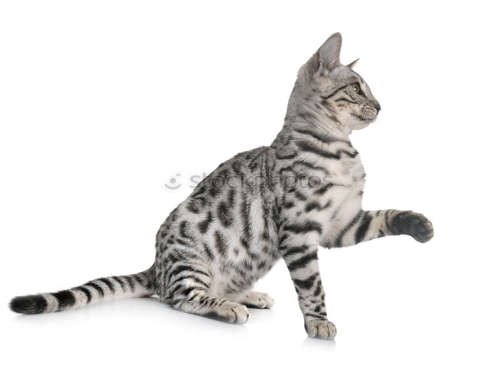 Similar – Image, Stock Photo A Bengal cat walking along the back of a modern sofa.