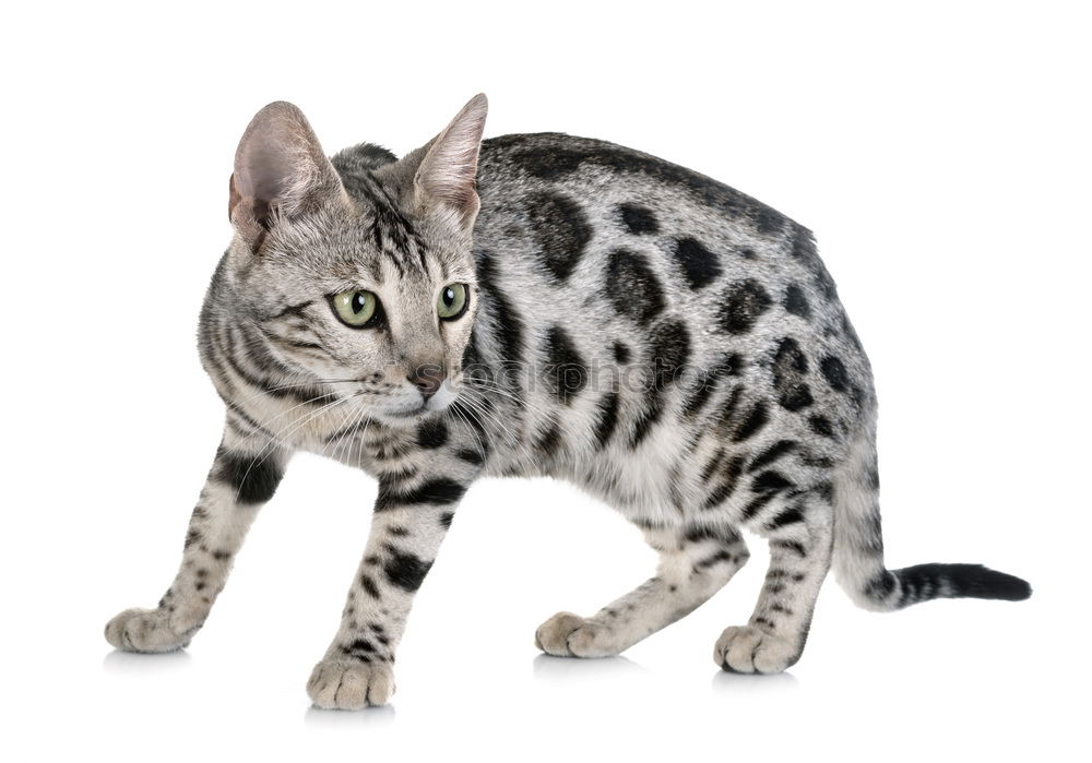 Similar – Image, Stock Photo A Bengal cat walking along the back of a modern sofa.