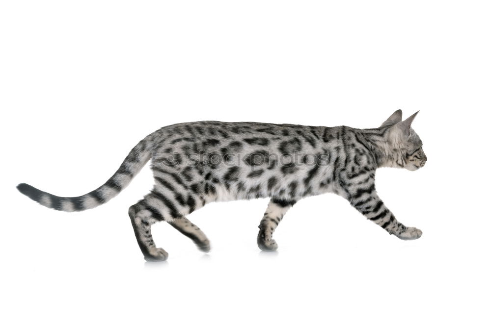 Similar – Image, Stock Photo A Bengal cat walking along the back of a modern sofa.