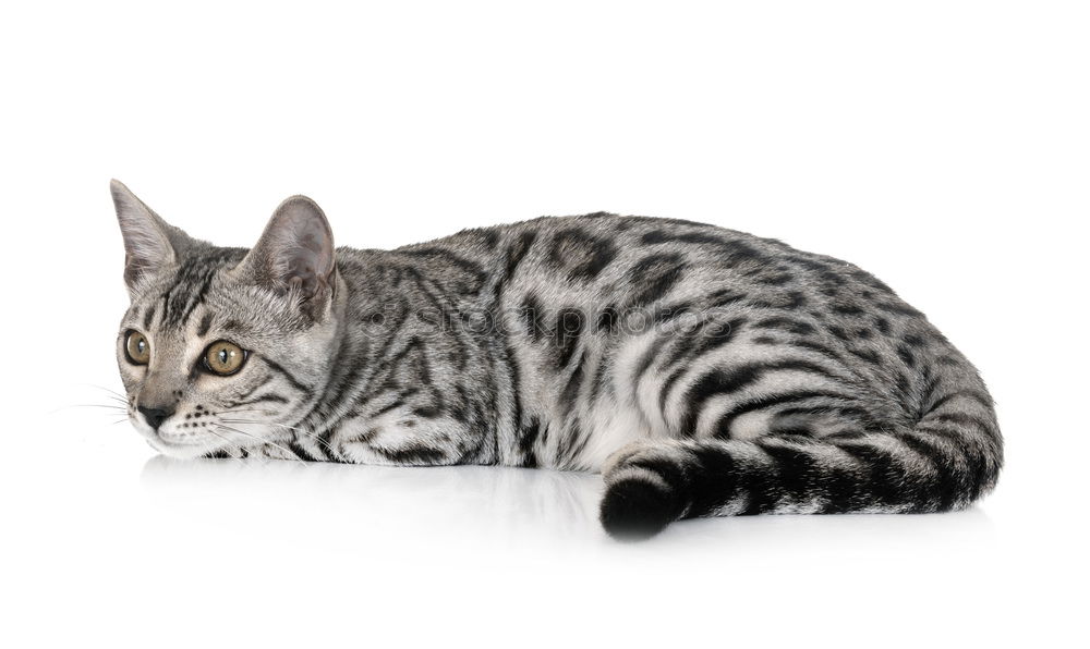 Similar – Image, Stock Photo A Bengal cat walking along the back of a modern sofa.