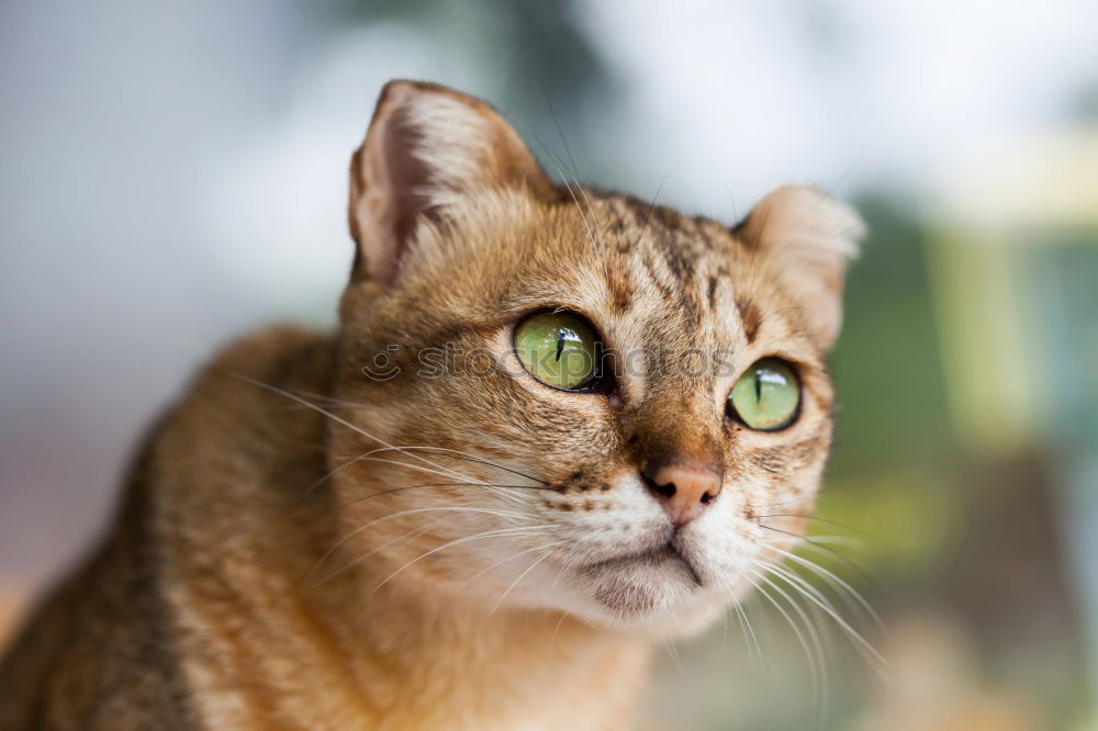 Similar – A Bengal Kitten looking under a sofa