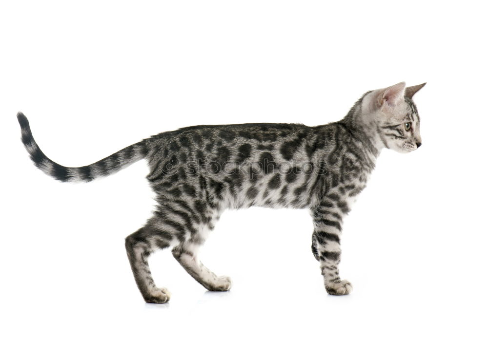 Similar – Image, Stock Photo A Bengal cat walking along the back of a modern sofa.