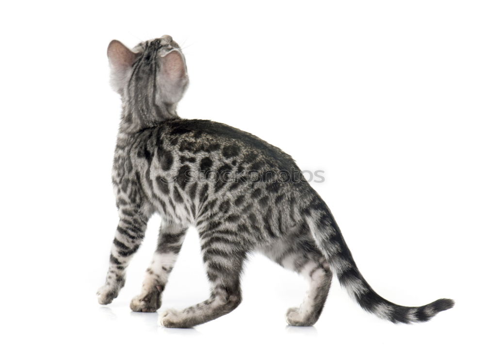 Image, Stock Photo A Bengal cat walking along the back of a modern sofa.