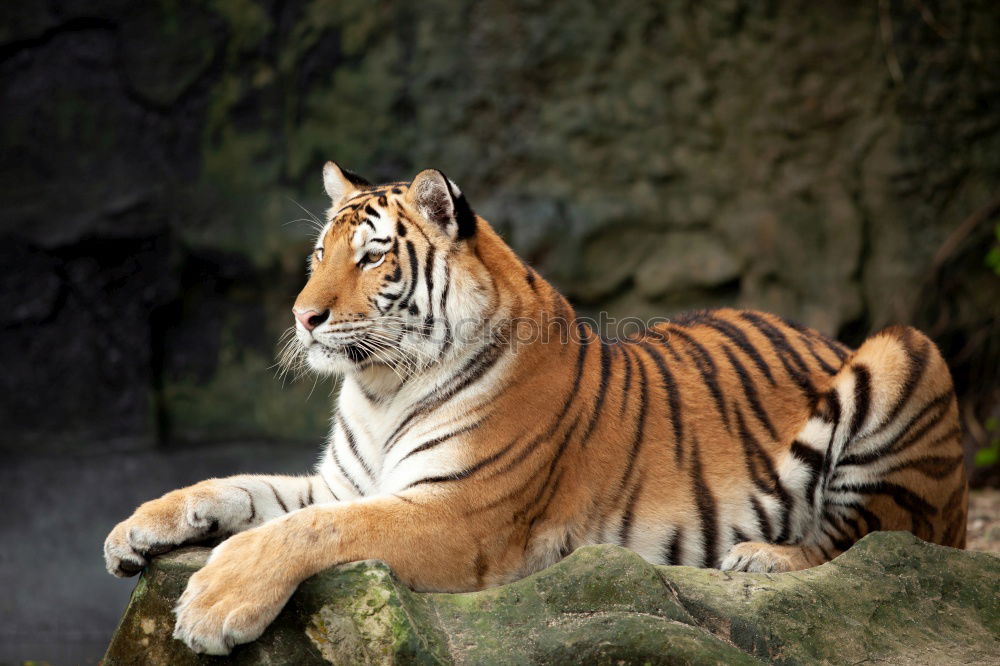 Similar – Little Tiger Animal