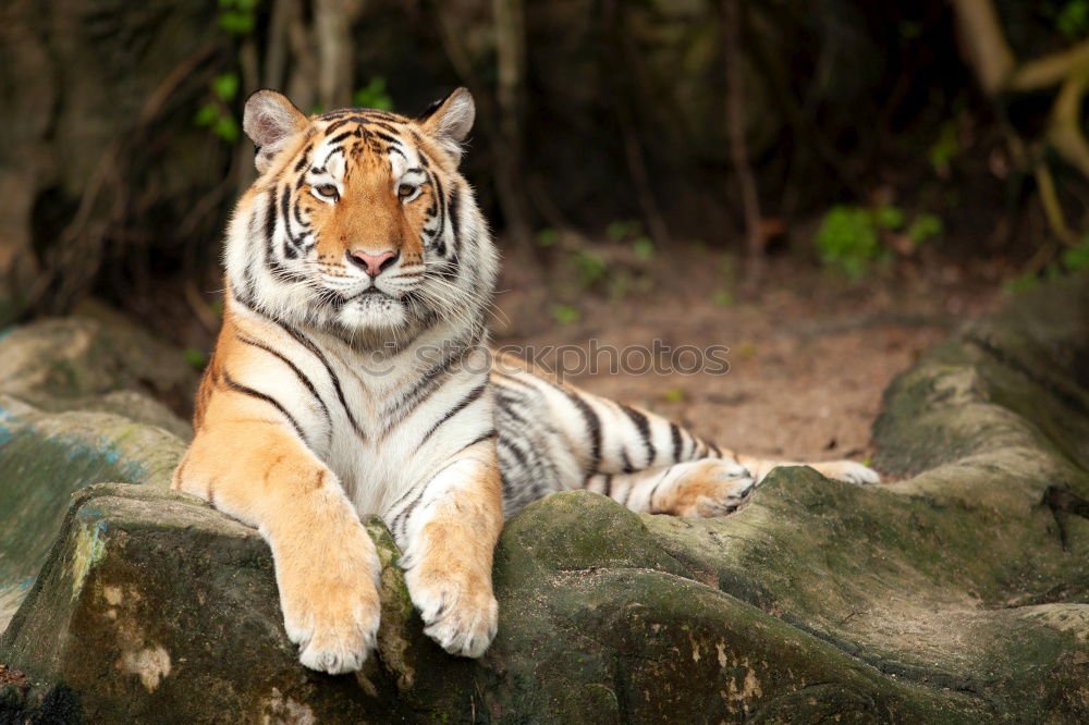 Similar – Close up side profile portrait of one young Siberian tiger