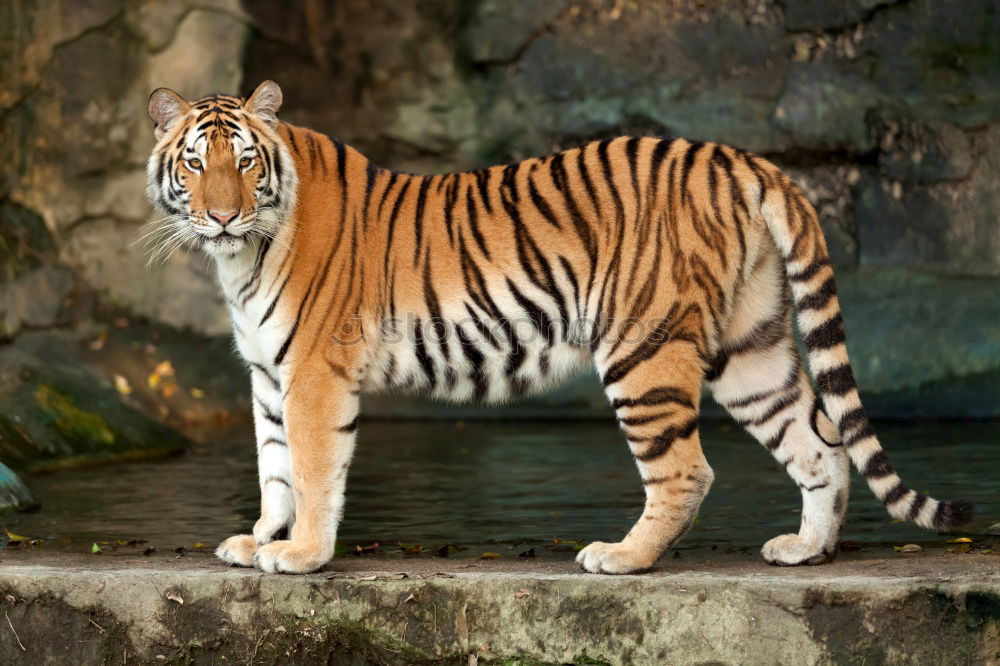 Similar – Image, Stock Photo el tigre Tourism Trip