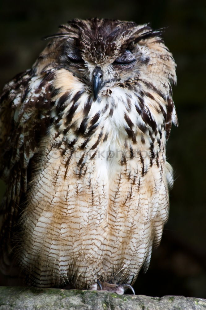 Similar – òó Animal Wild animal Zoo