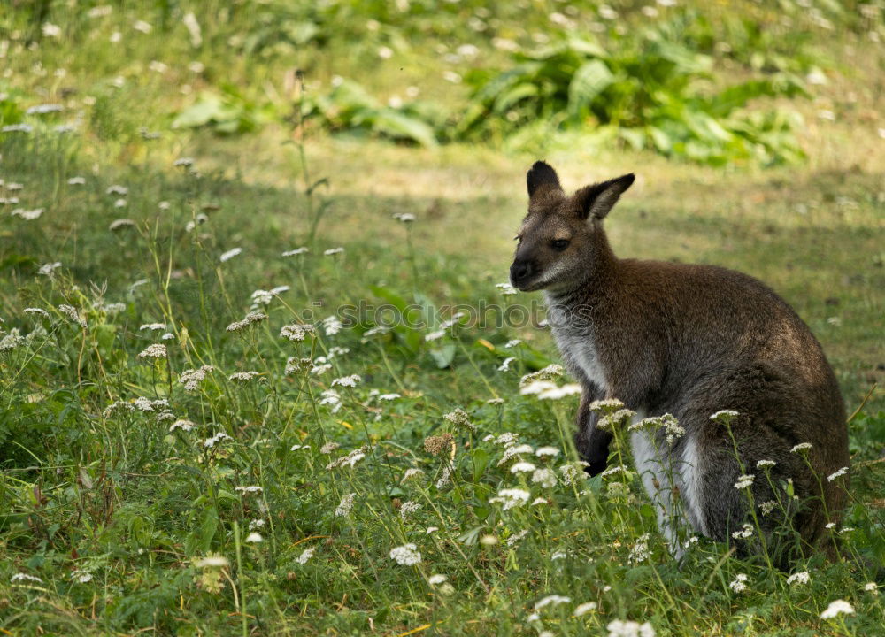 Image, Stock Photo Not a good hiding place.