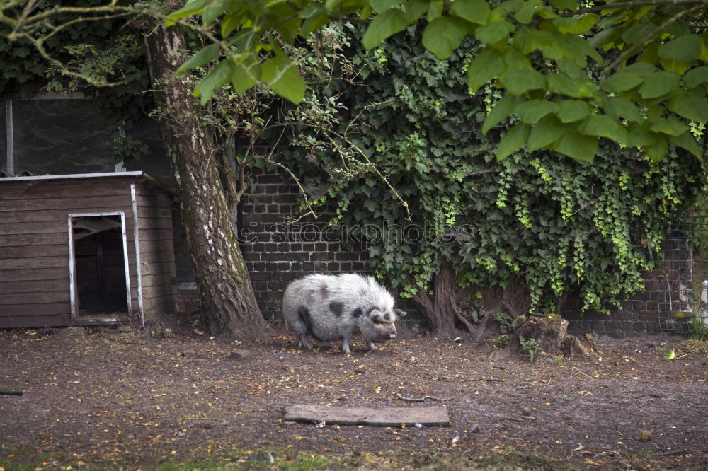 Similar – pig Manure heap Odor