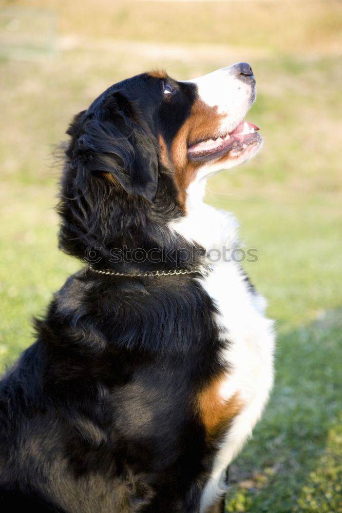 Similar – Image, Stock Photo Margaret Dog Grass Green