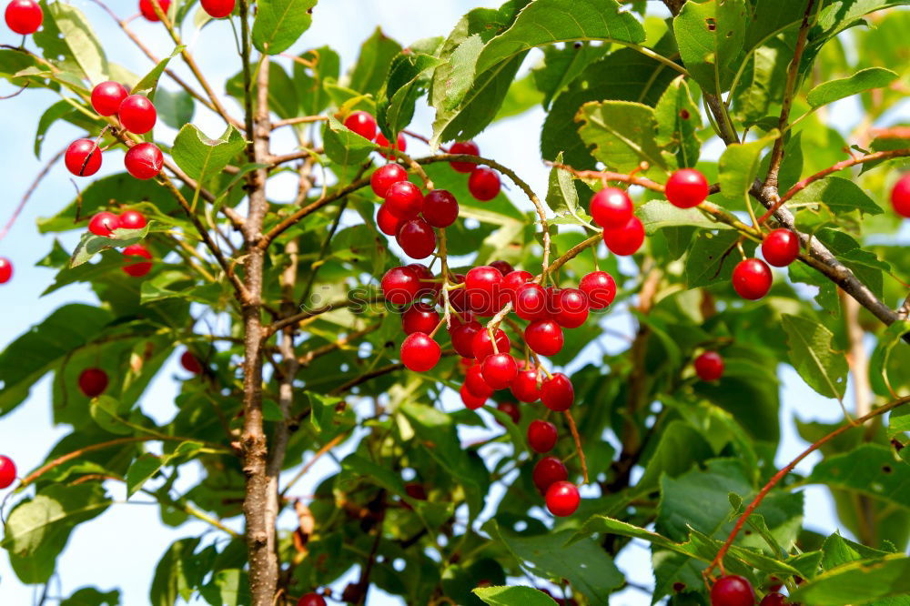 Similar – Closeup of ripe red cherry berries on tree among green leaves