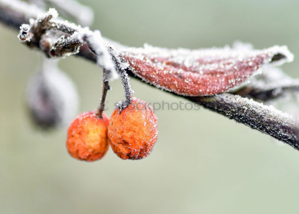 Similar – Image, Stock Photo Decorative apples in orange with snow cap